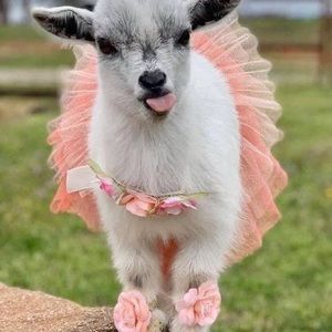 Meet your Posher, Jan